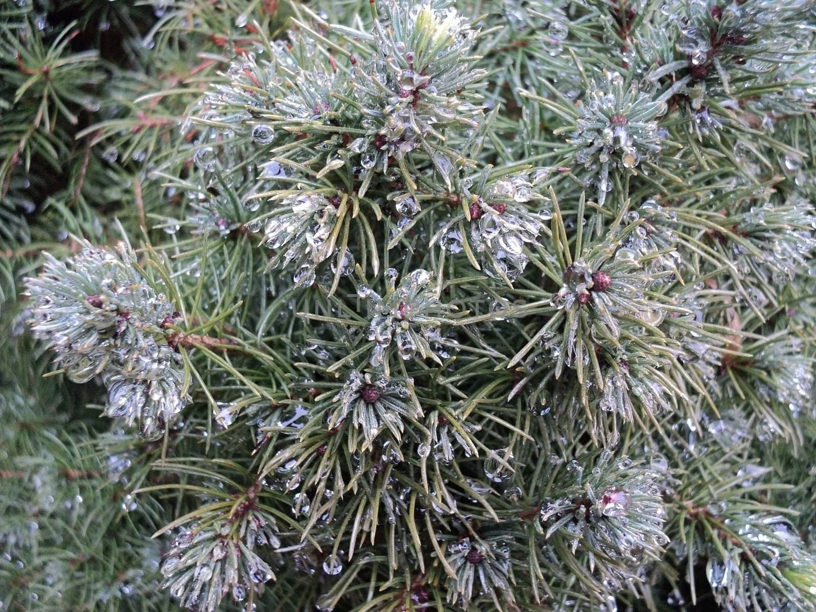 General view of pine branches in rainy weather with water drops on leaves