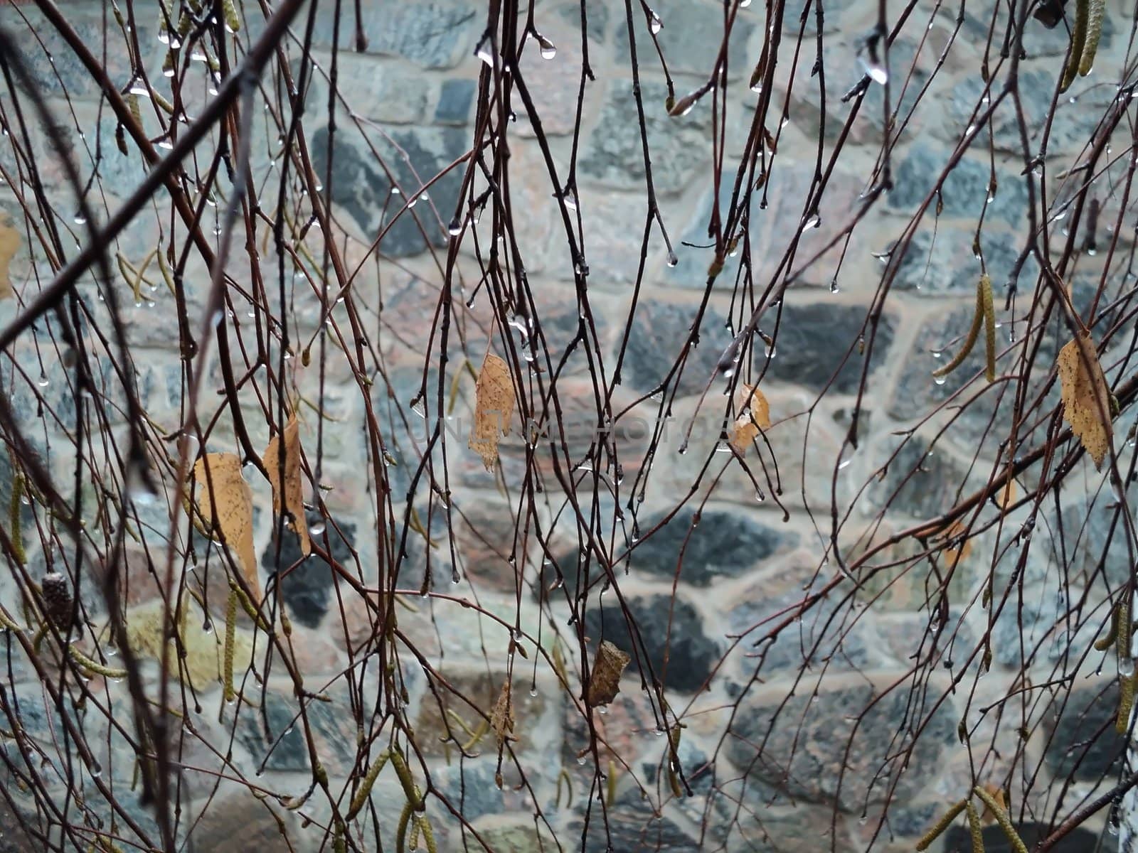 Birch branches against a stone wall in the rain fall
