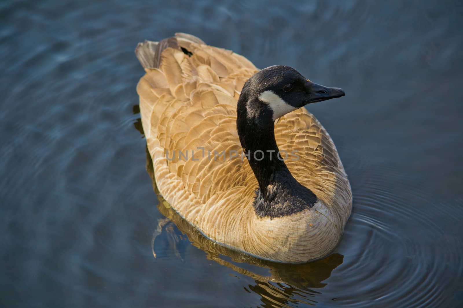 Canada Goose On Pond by DCHINTZ