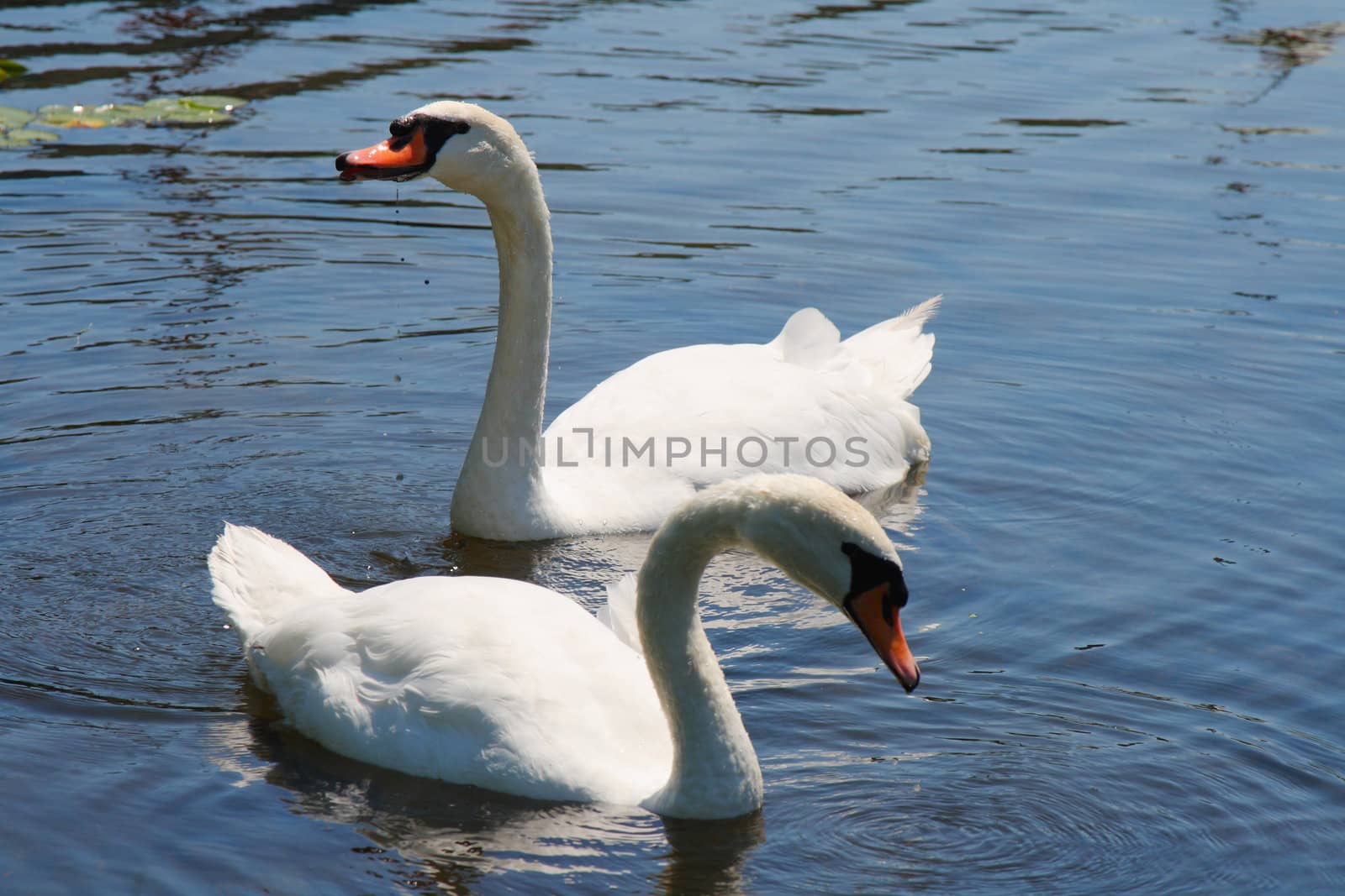 pair of swans swimming together in pond