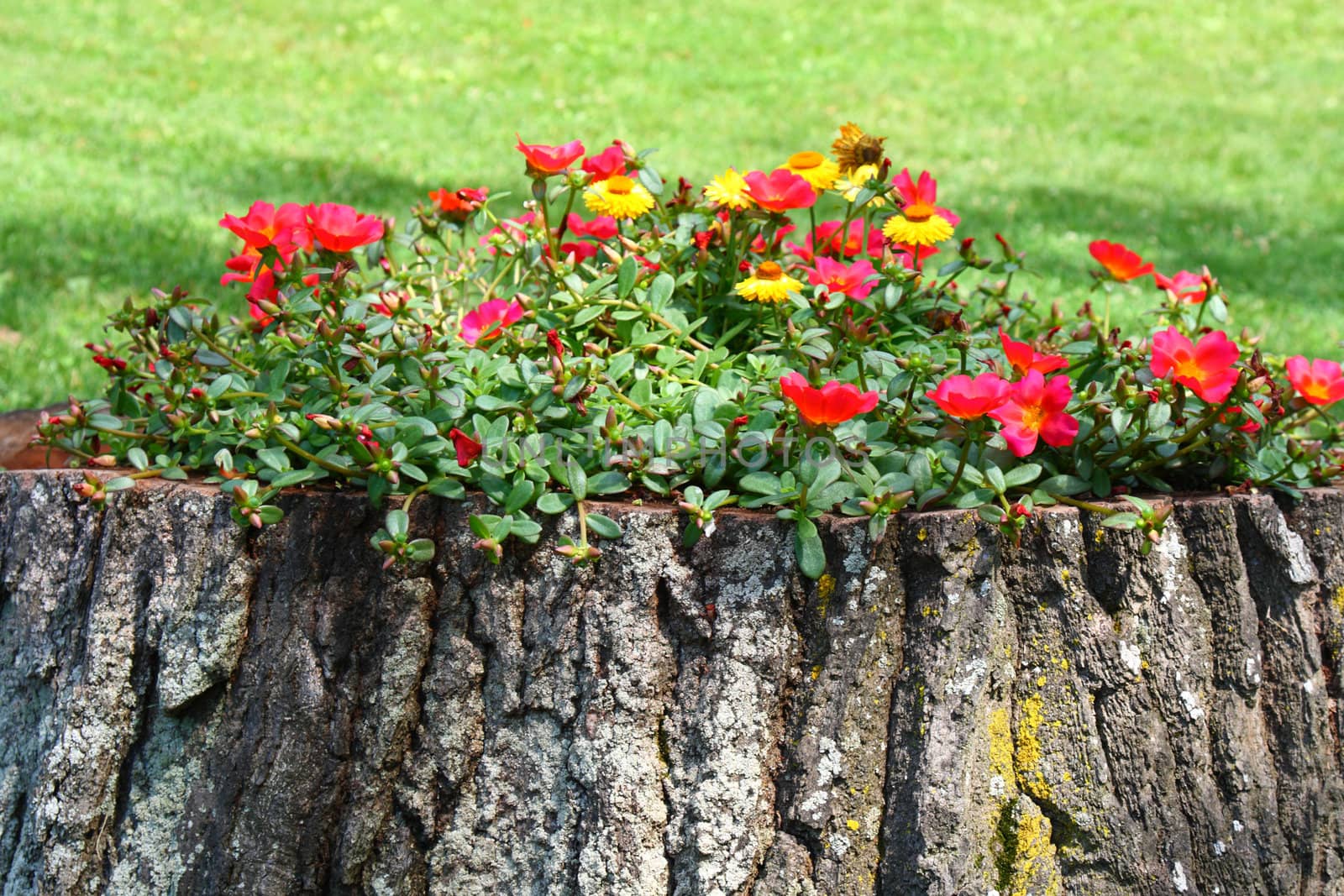 old tree trunk flower pot creative gardening