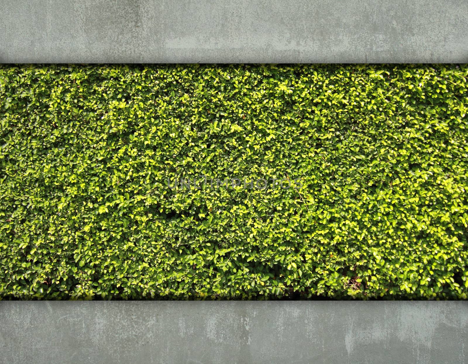 Cement wall and green leaf for background