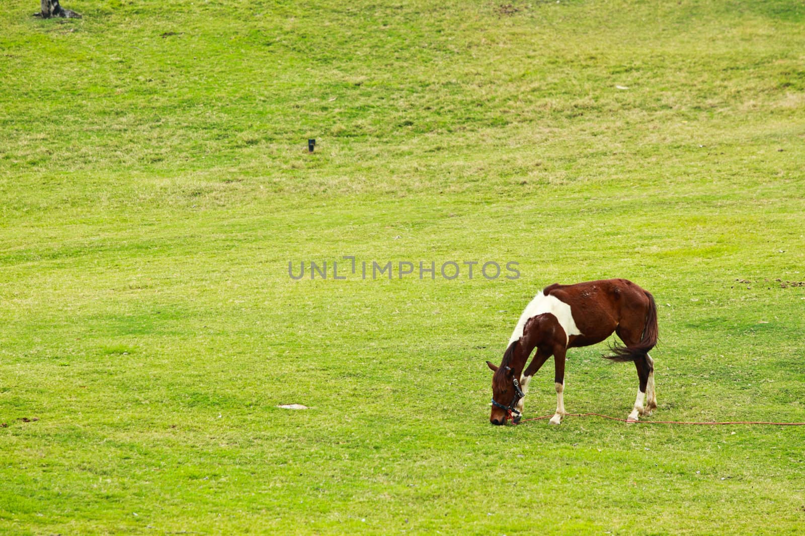 Horse on green field background