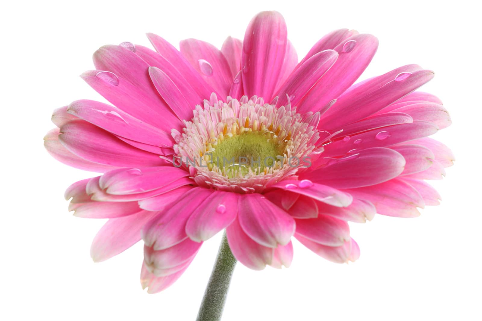 Fresh pink gerbera in with dew by posterize