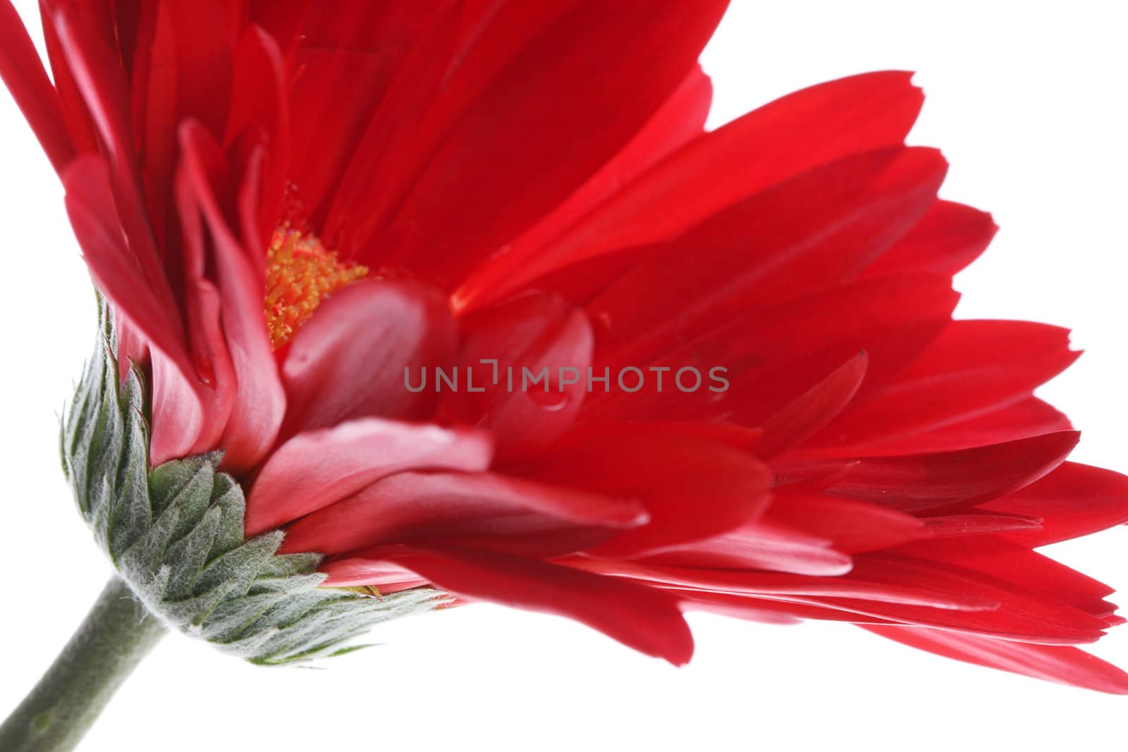 Close up of red gerbera and petals with water drop on white, Shallow Depth of Field focus patal