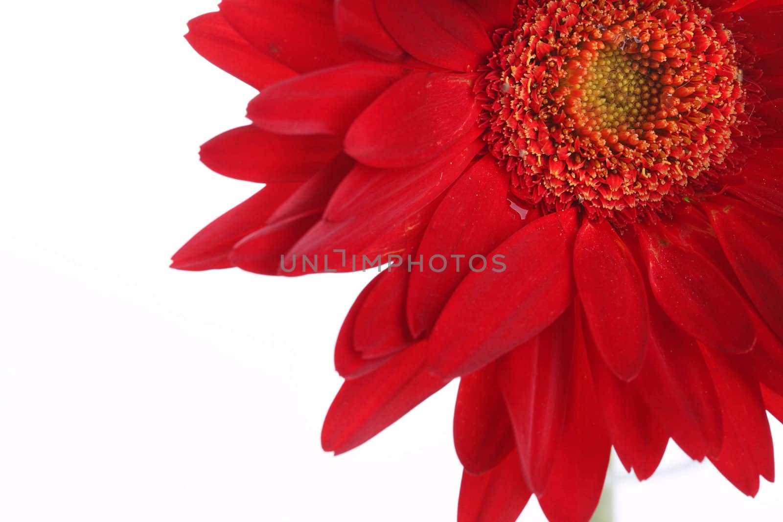 Red gerbera and petals with water drop on white by posterize