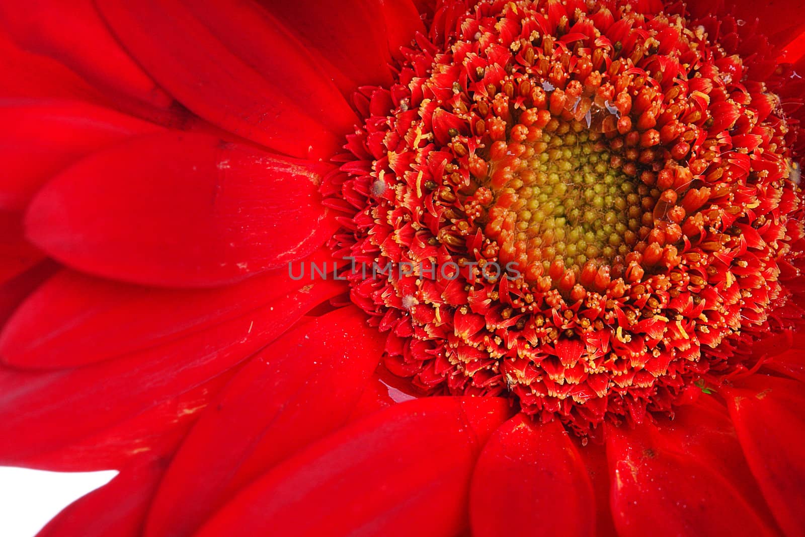 Extreme close up of red gerbera and petals with water drop on white