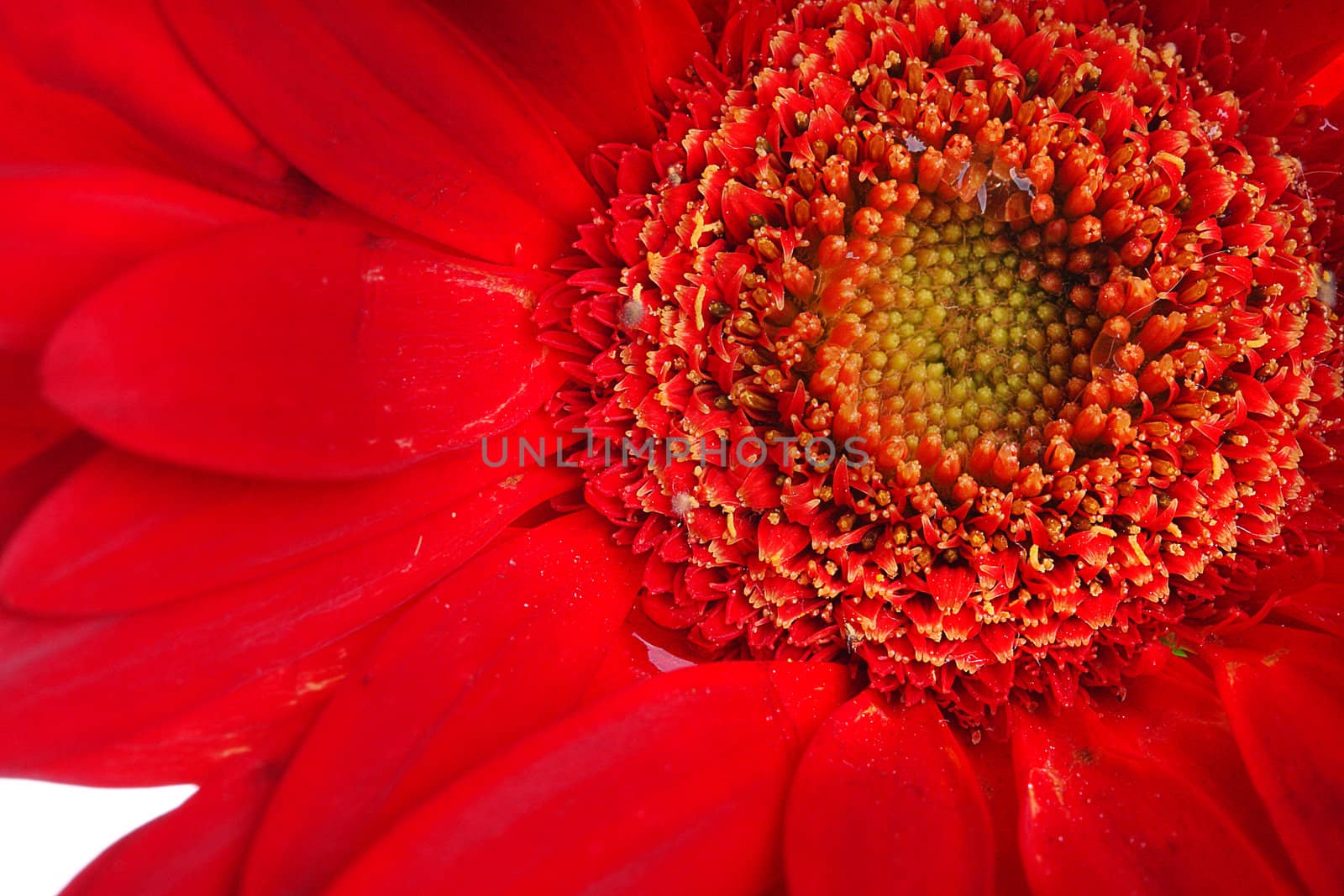 Red gerbera and petals with water drop on white by posterize