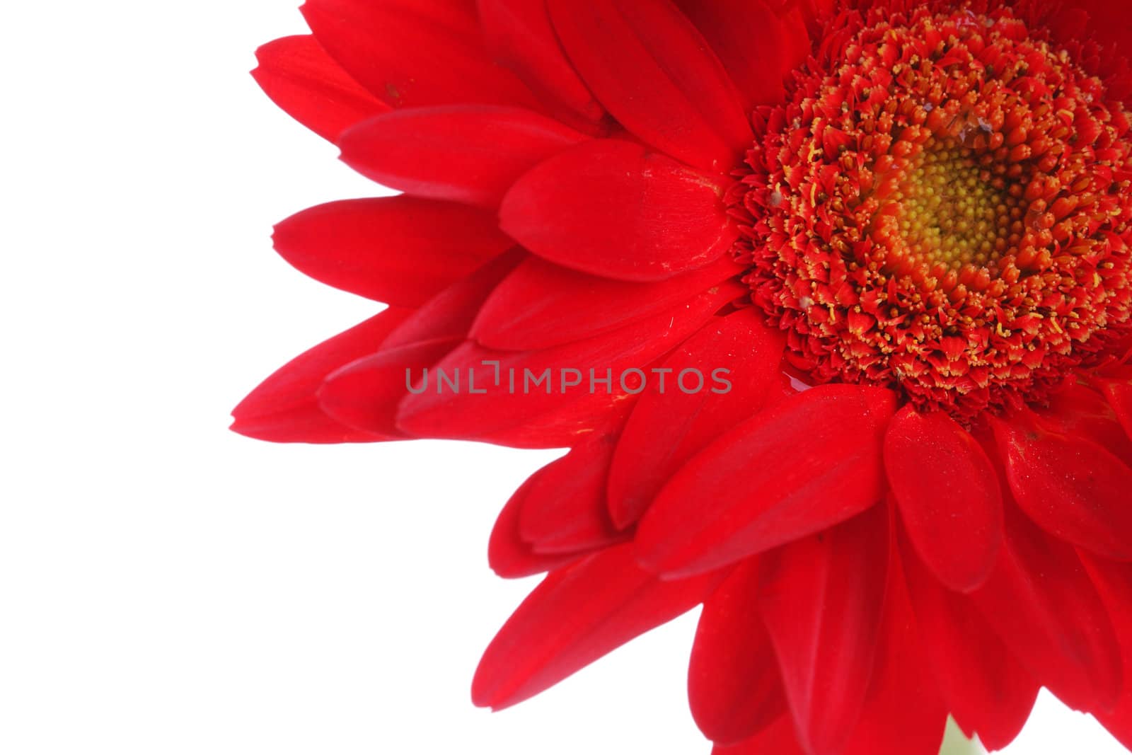 Close up of red gerbera and petals with water drop on white