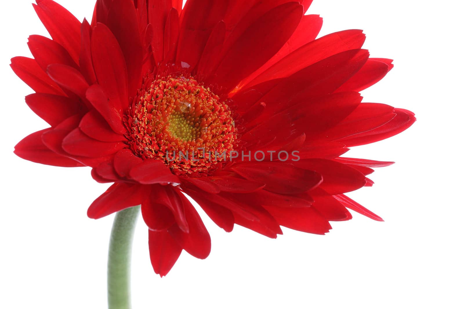 Close up of red gerbera and petals with water drop on white