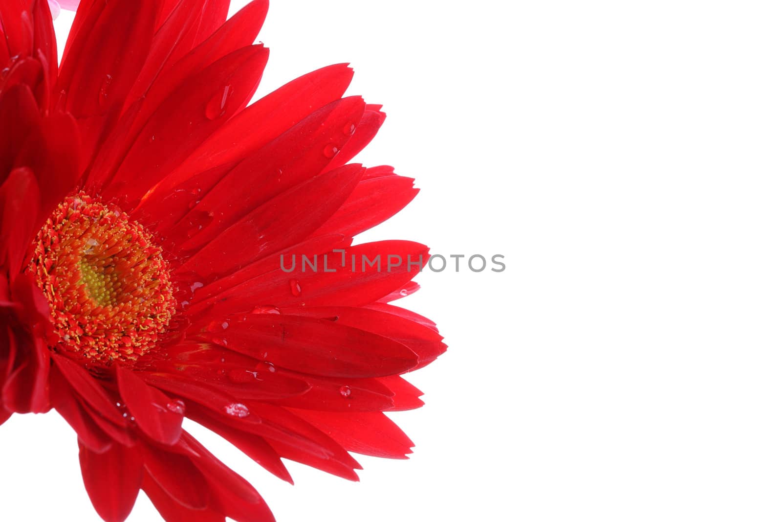 Close up of red gerbera and petals water drop on white with copyspace