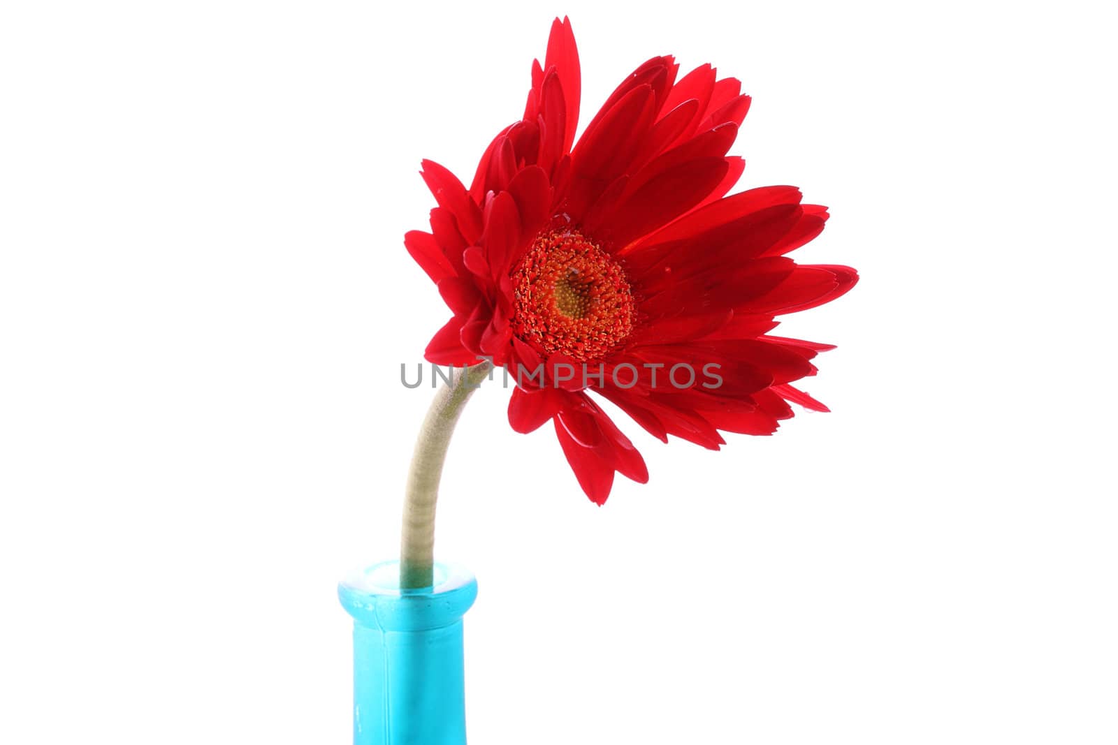Fresh red gerbera in round vase by posterize