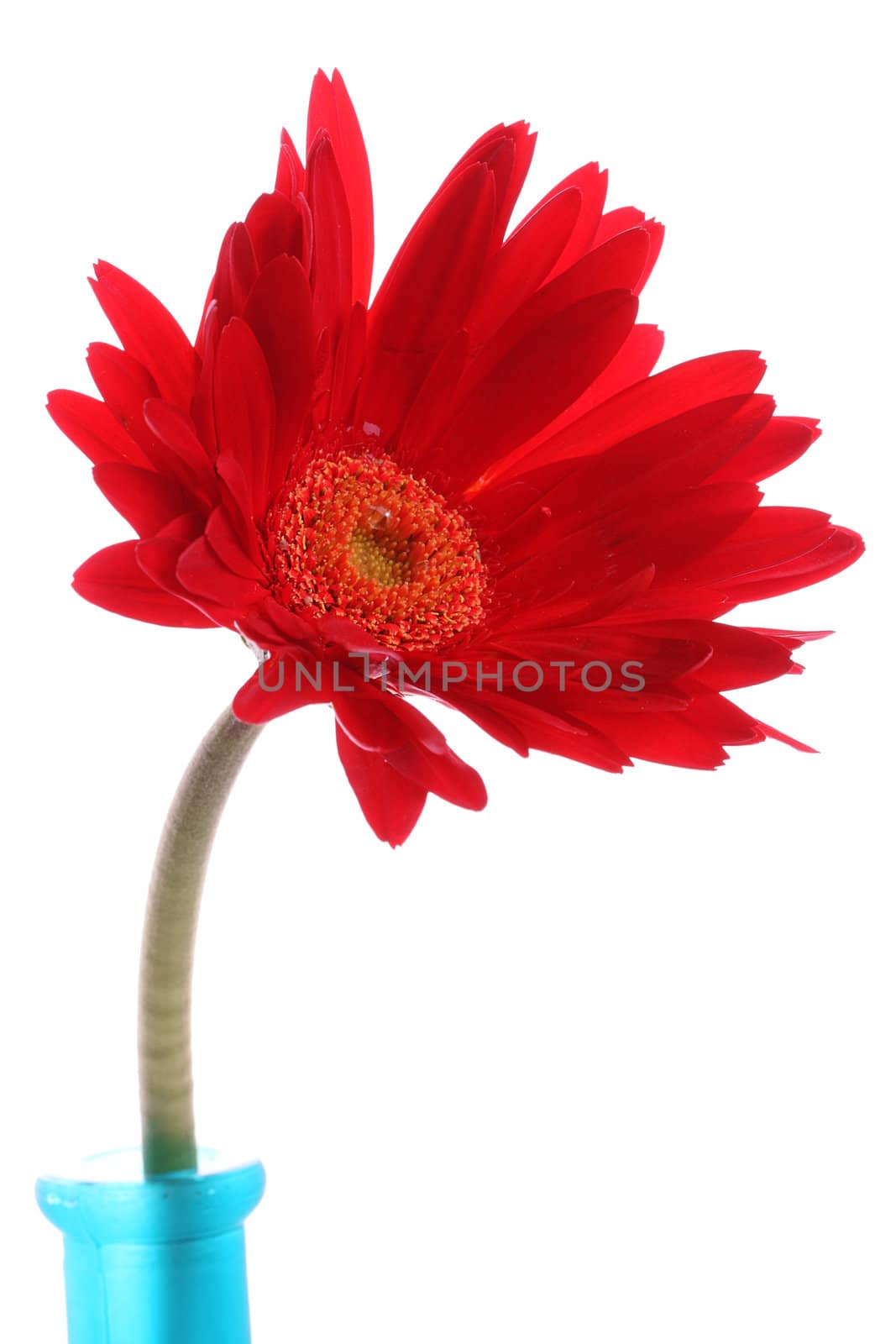 Red gerbera in a blue glass round vase