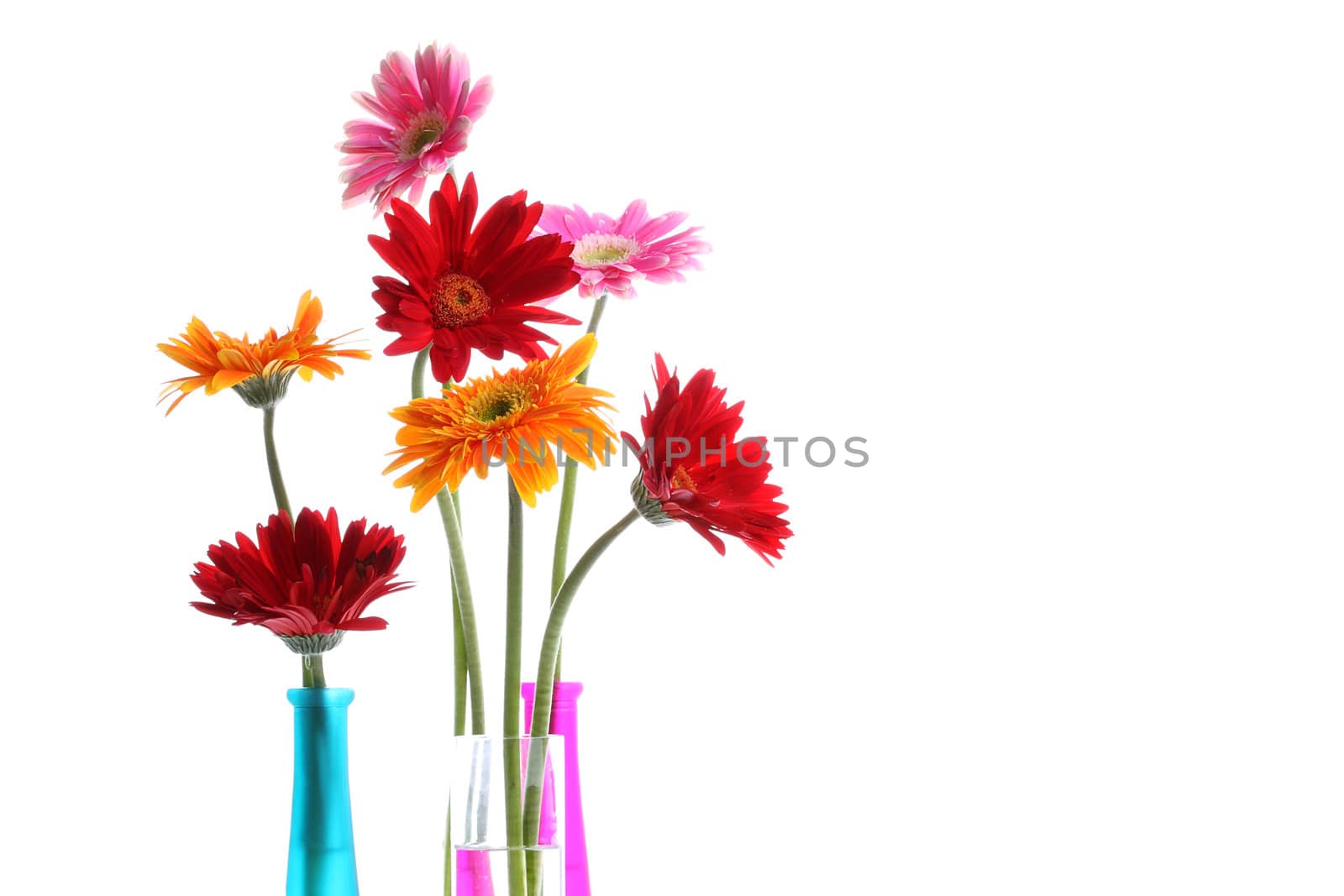 Colorful gerbers flowers isolated in round vase with copyspace 