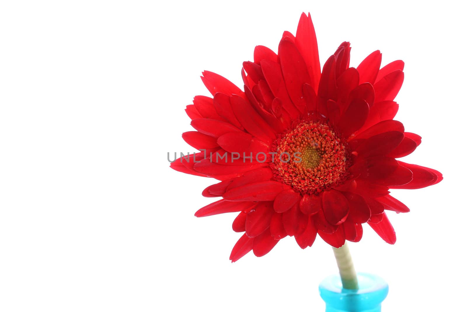 Red gerbera in a blue glass round vase with copyspace