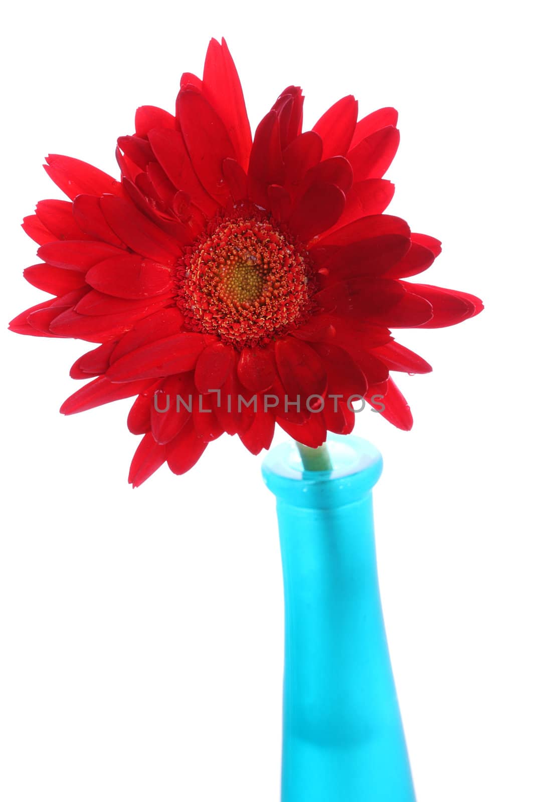 Red gerbera in a blue glass round vase