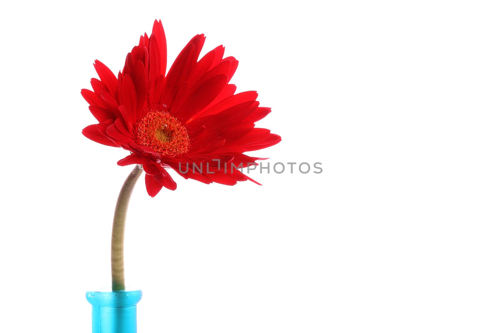 Red gerbera in a blue glass round vase with copyspace