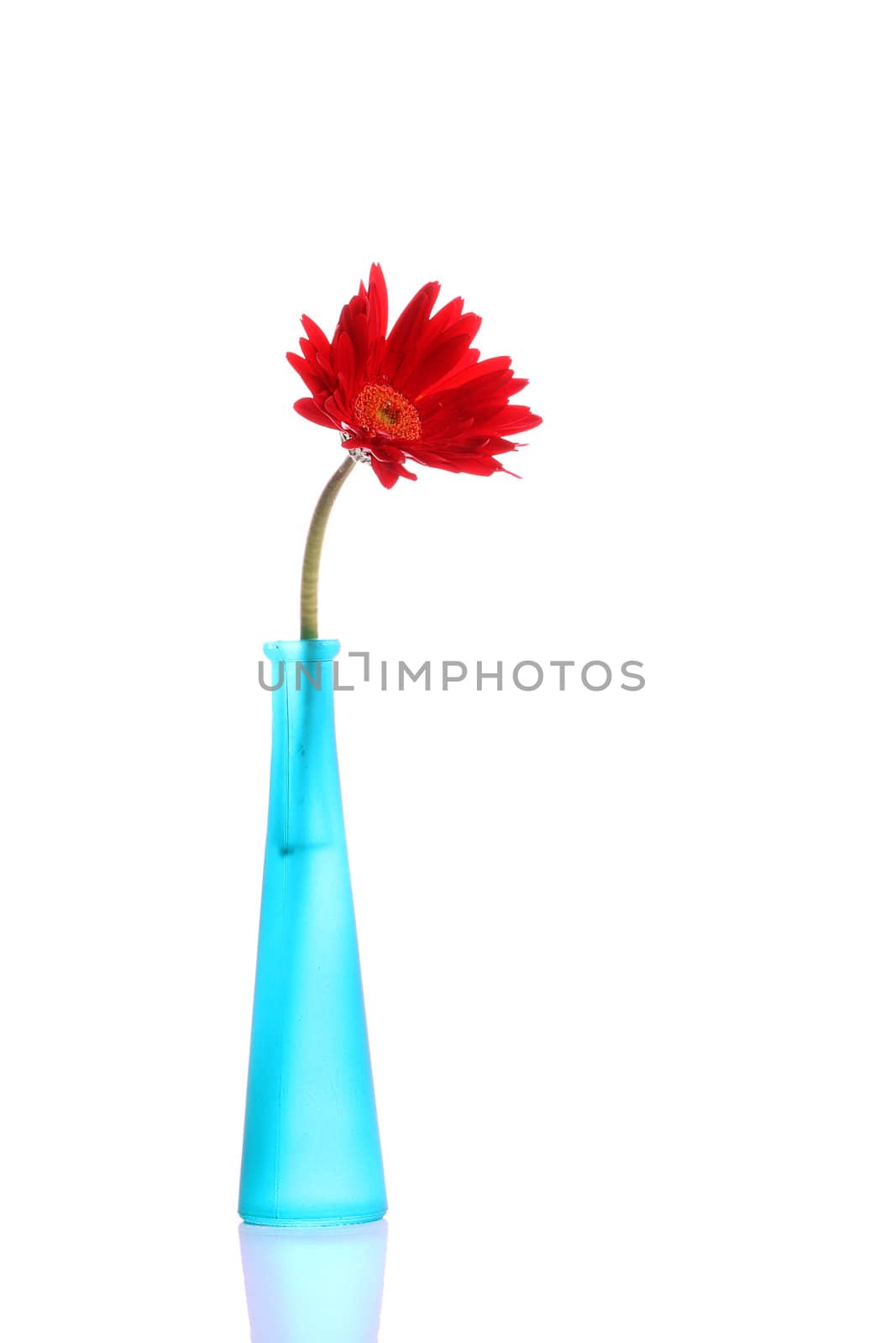 Red gerbera in a blue glass round vase with copyspace