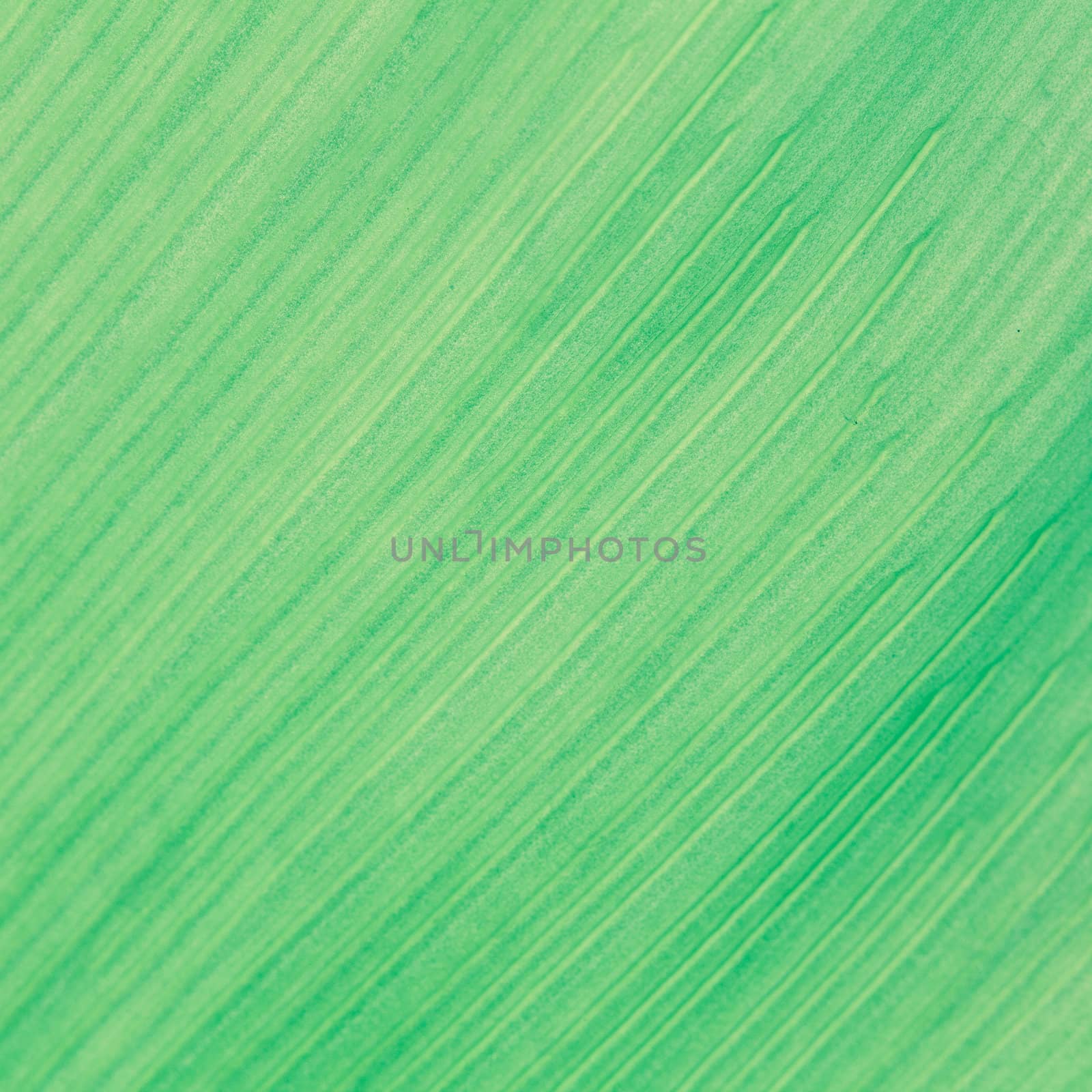 Texture background of backlight fresh green Leaf. by jame_j@homail.com
