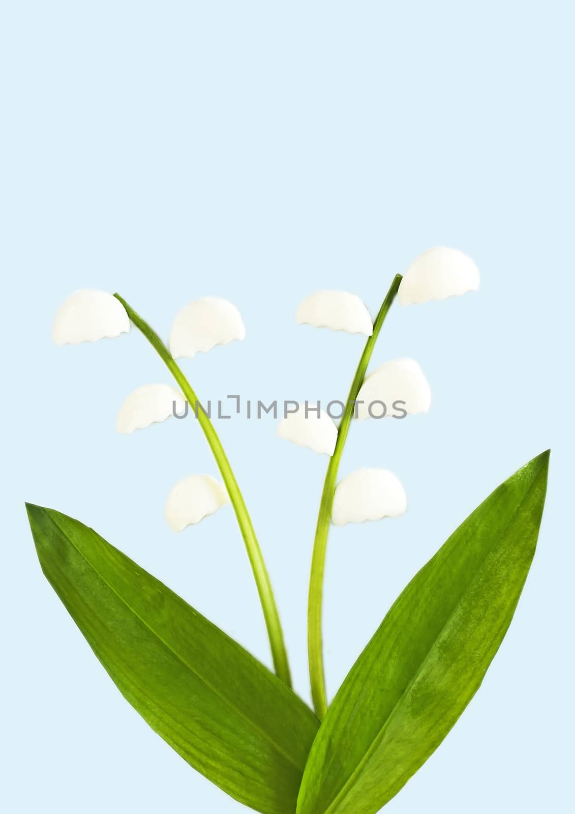 lily of the valley made of wild garlic and egg by Jochen