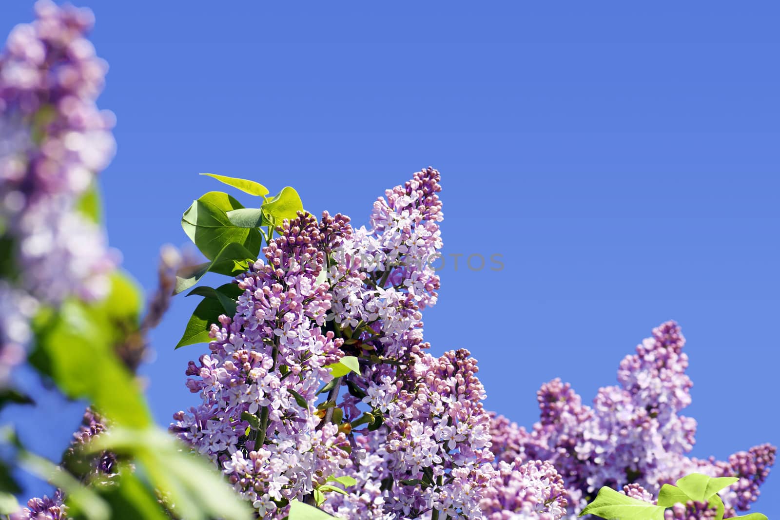 Simple yet beautiful lilac tree in bloom with cute little purple flowers contrasted by a bright blue sky, perfect floral background with copy space.