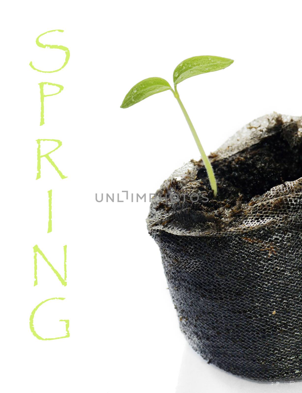 Cute baby green seedling, sprout or shoot ready to be planted during spring or on earth day with white copy space.