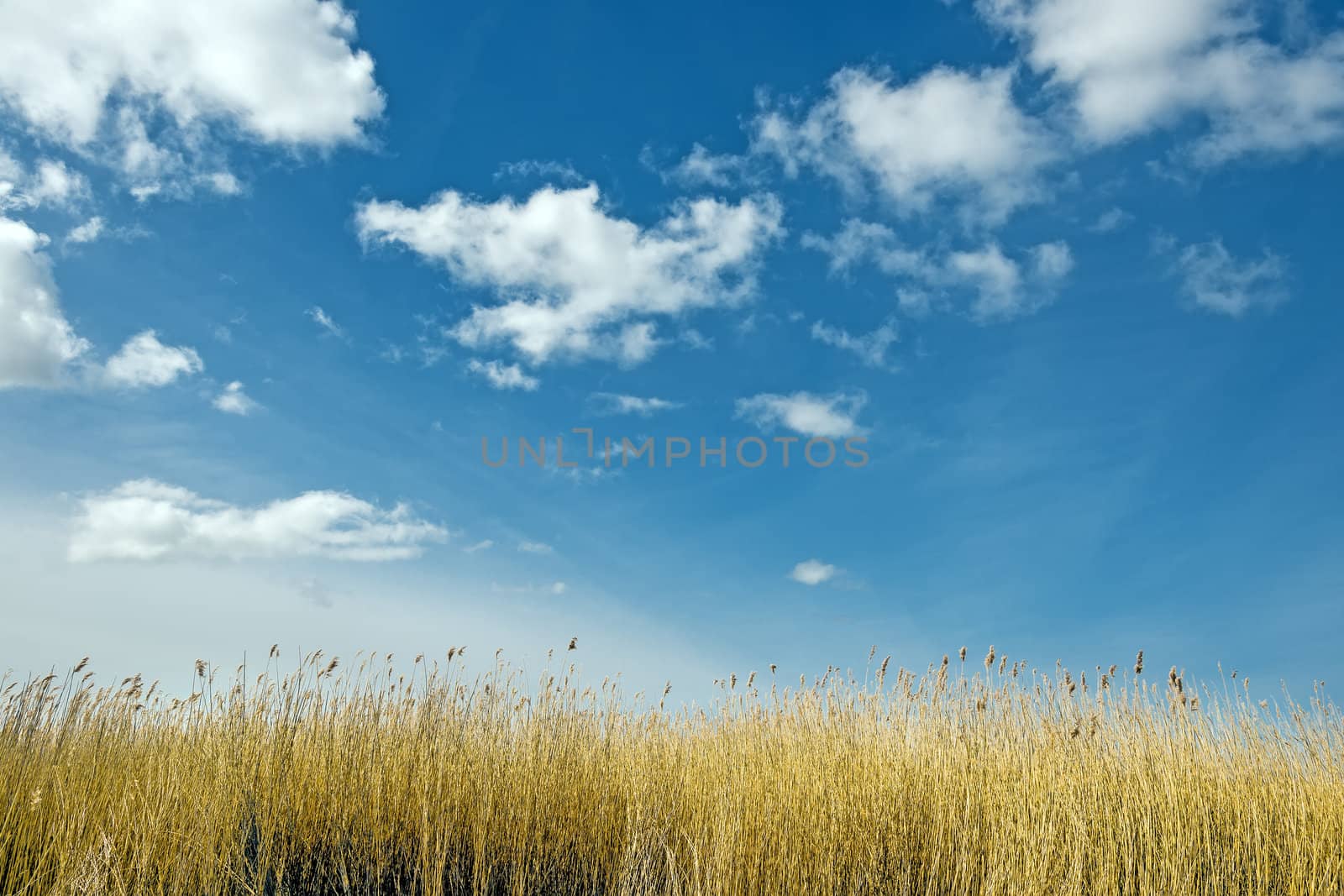 Golden dune grass on a sunny day with blue sky and white clouds