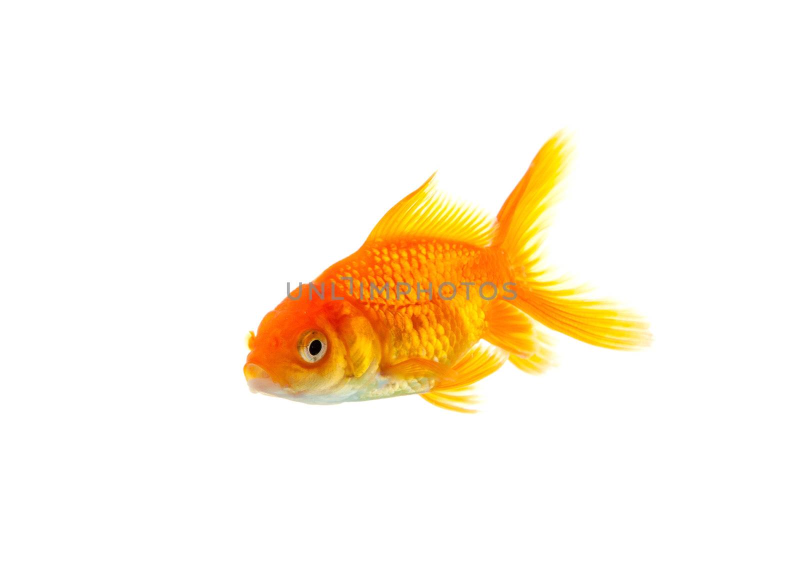 Gold fish isolated on a white background