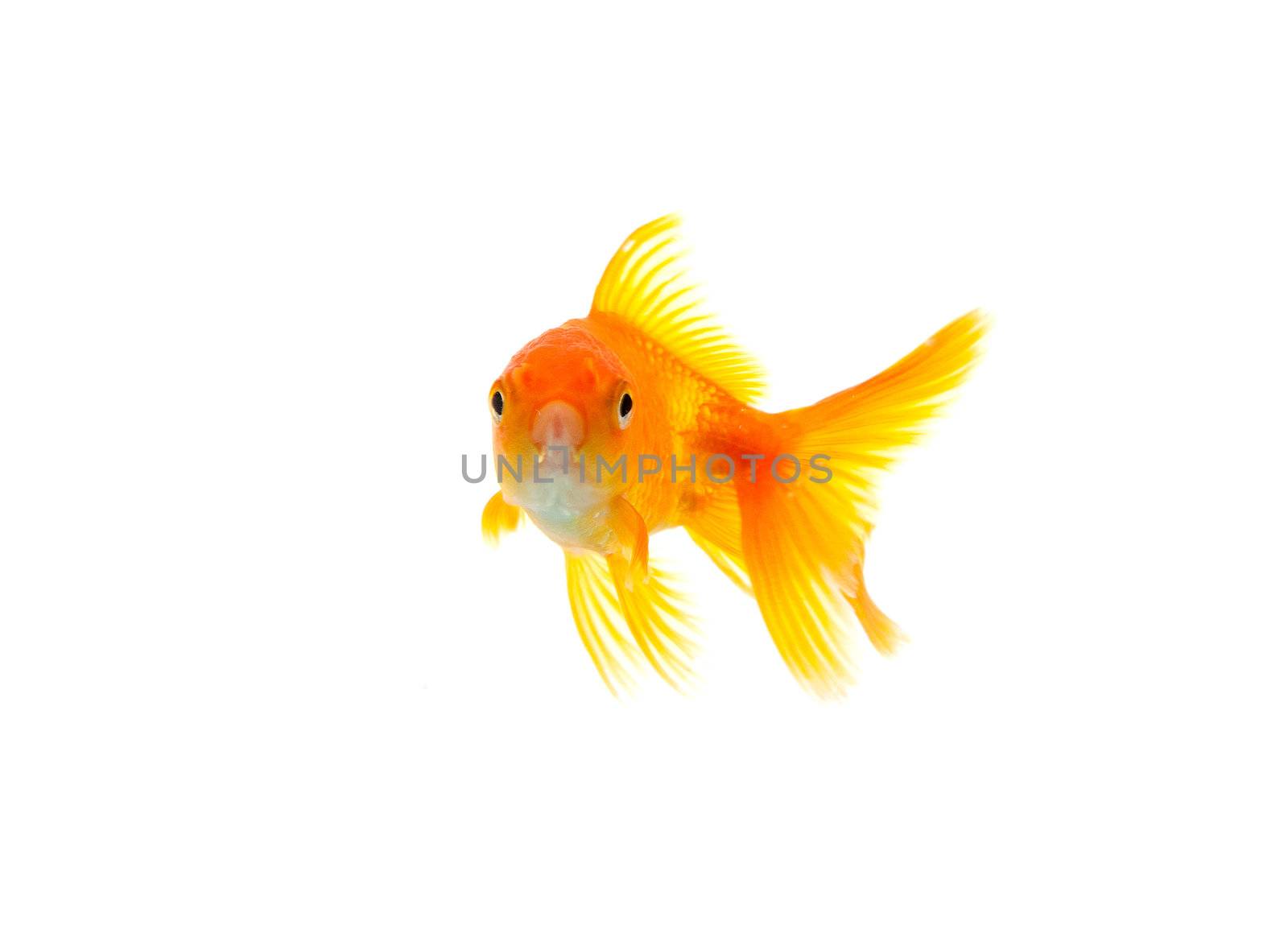 Gold fish isolated on a white background