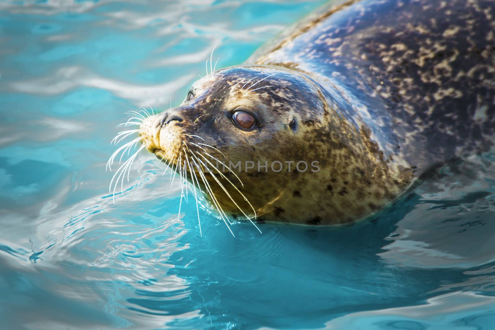 Gray seal floating in blue water.