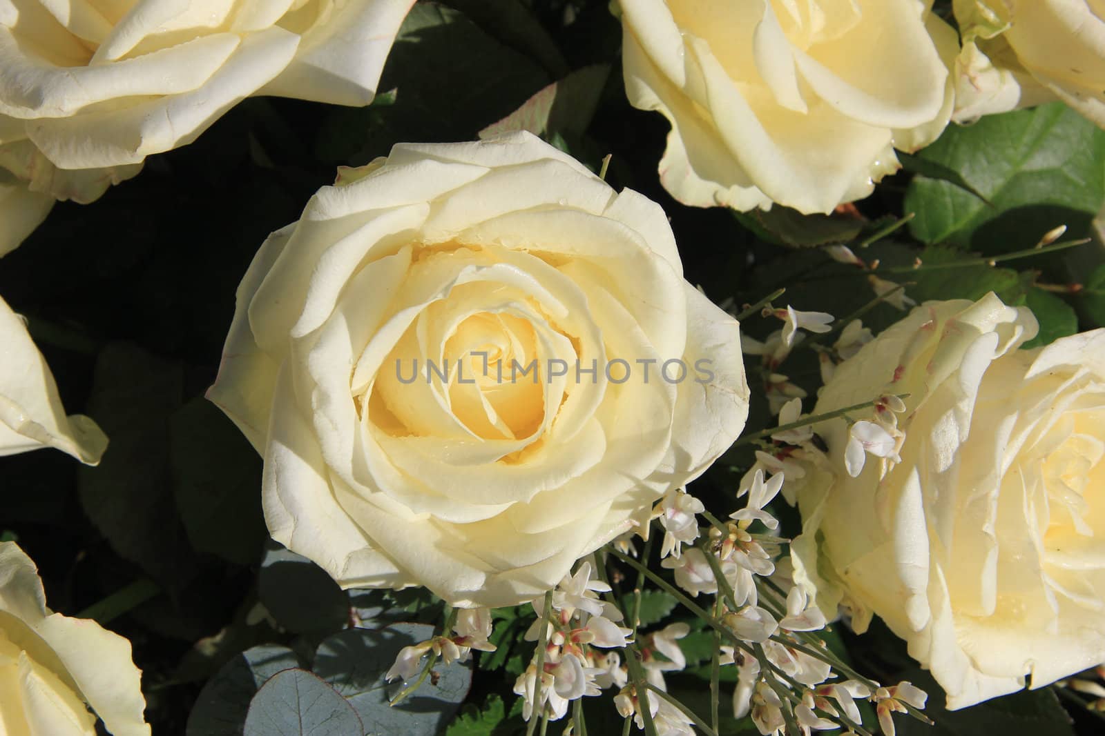 Big white roses by studioportosabbia