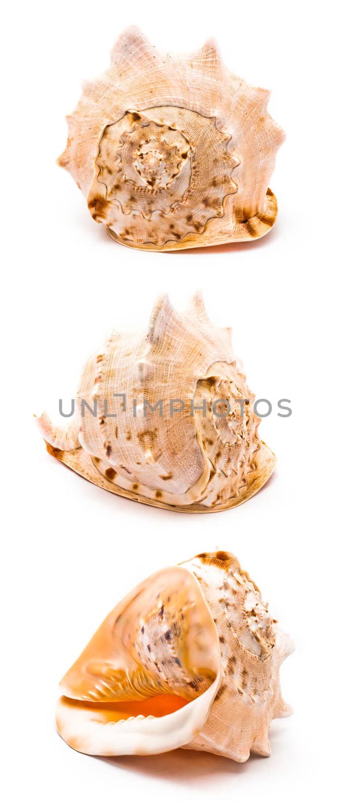 Isolated big seashell by dmitryelagin