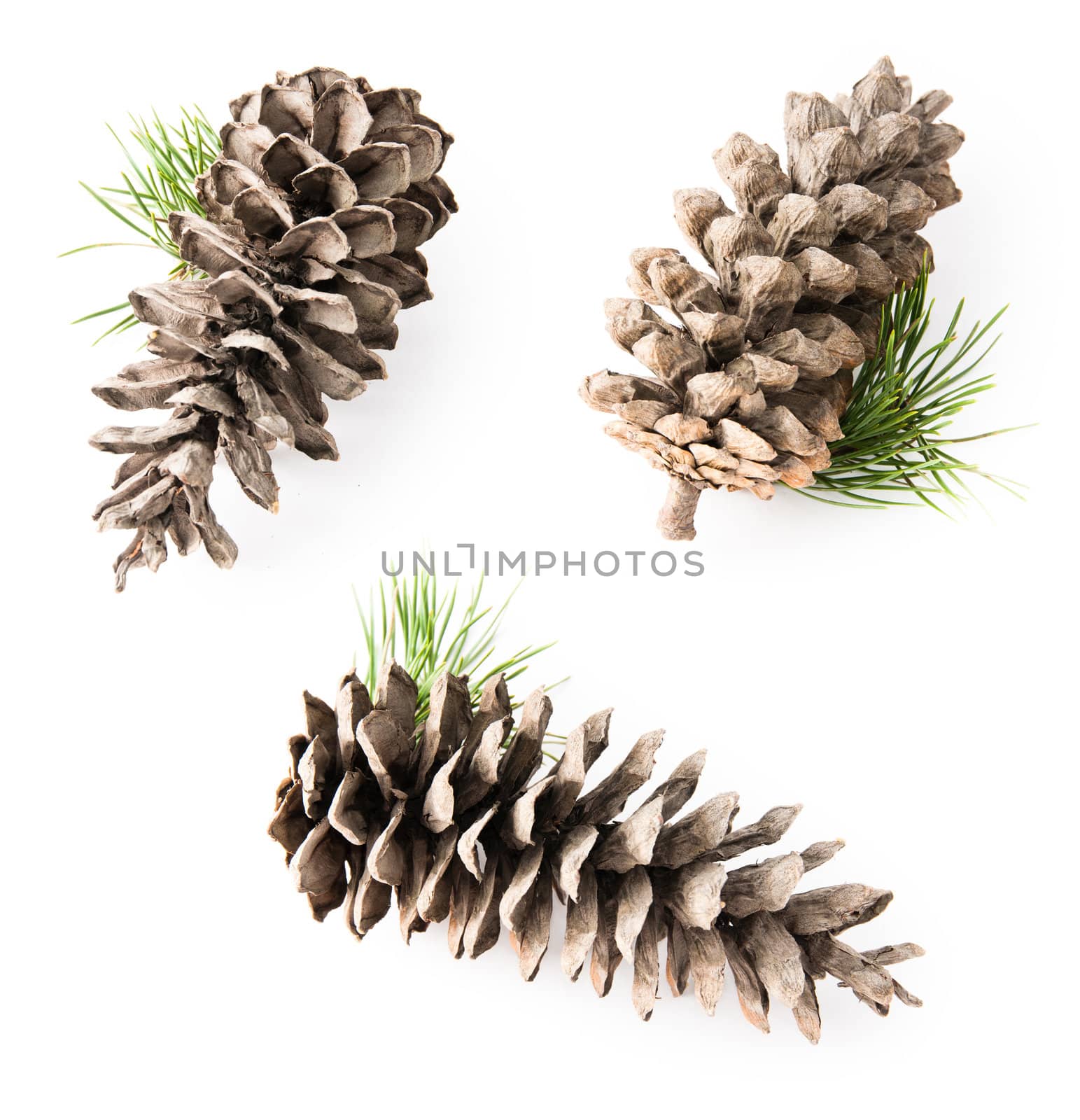 Isolated cedar cone with small branch, few views in one composition