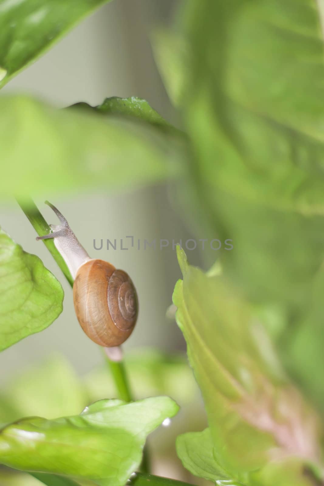 Snail on the green tree by teerawat_camt
