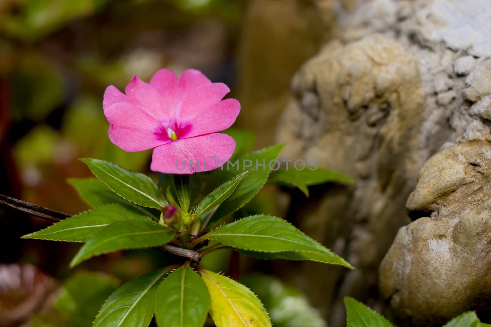 Single pink flowers by teerawat_camt