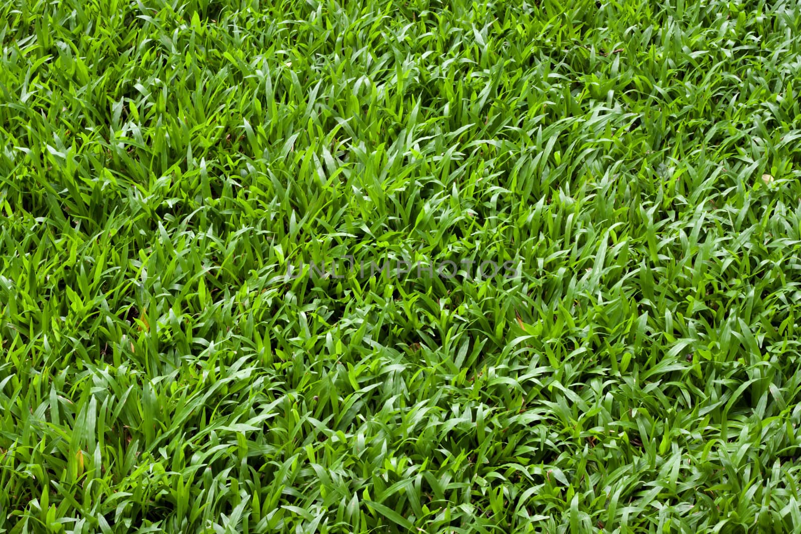 Beautiful green grass texture from the garden.