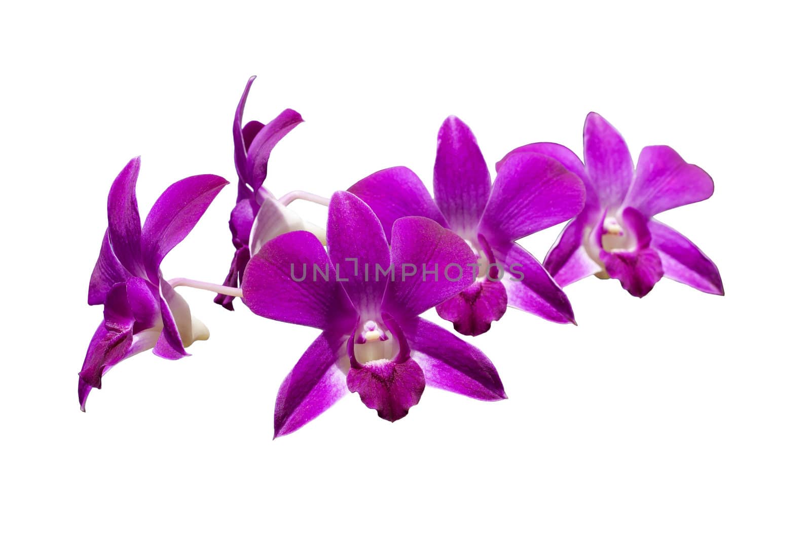 Orchid flower isolated on white background.