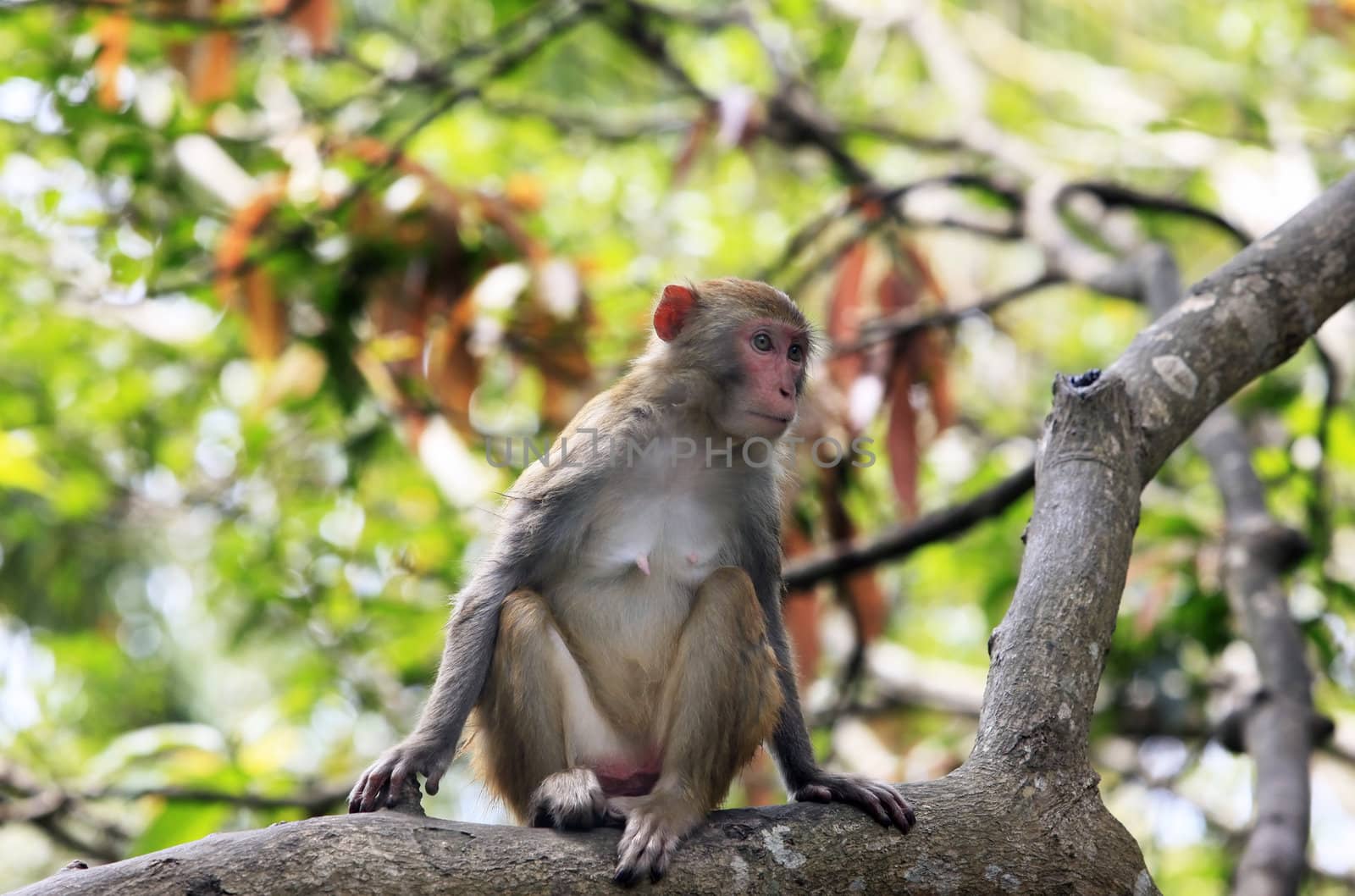 Portrait of the sad monkey. Park of monkeys in China