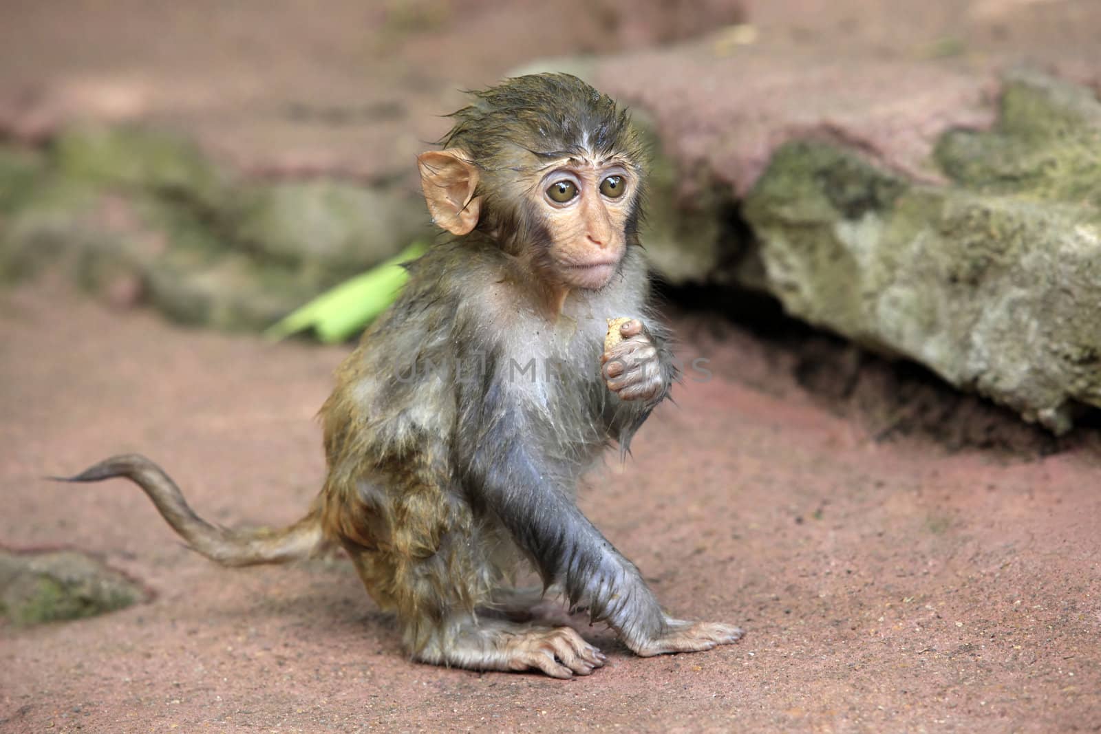 The small wet monkey. Park of monkeys in China