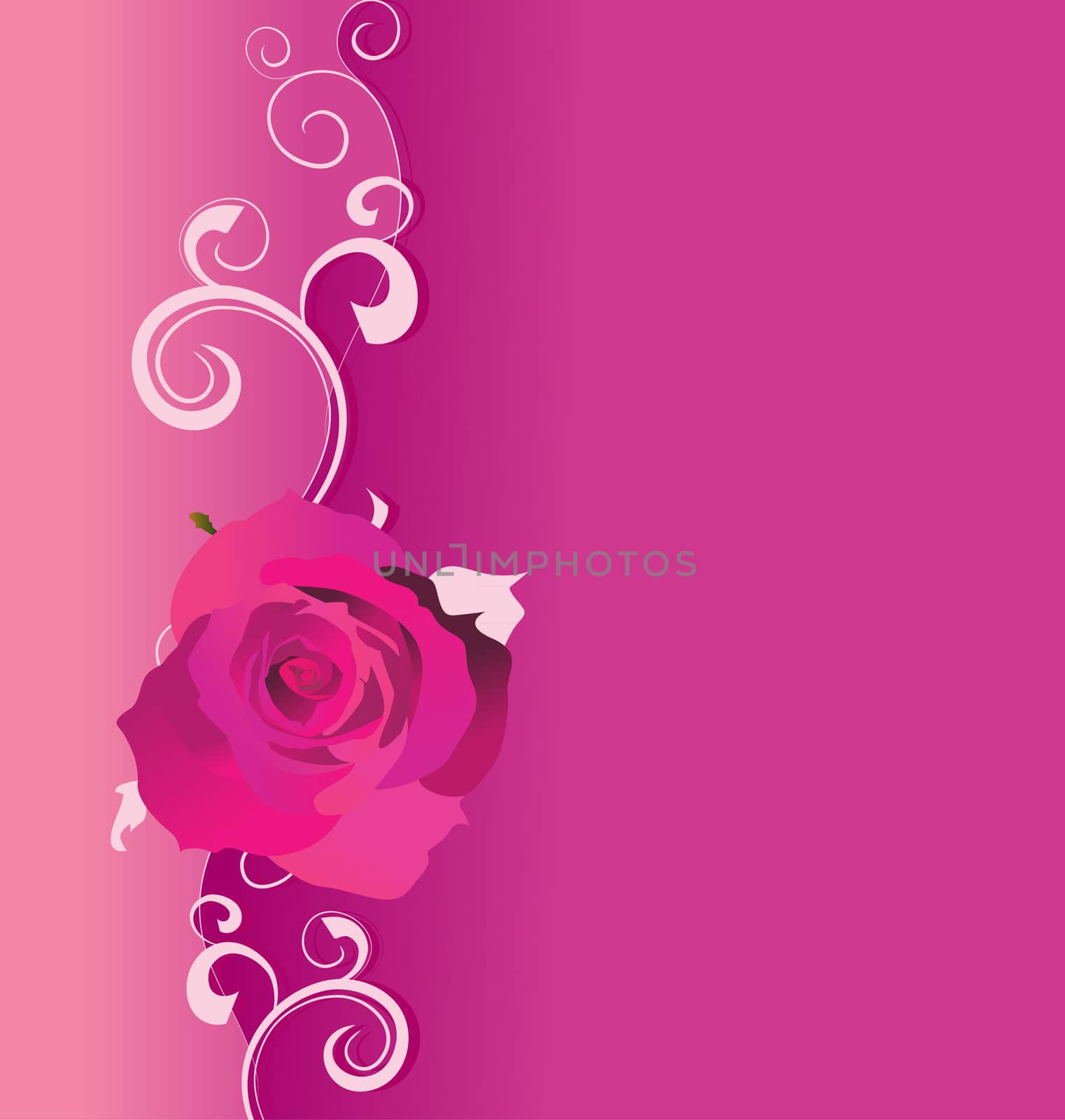 pink vector background with roses and curves for love and wedding, romance illustration