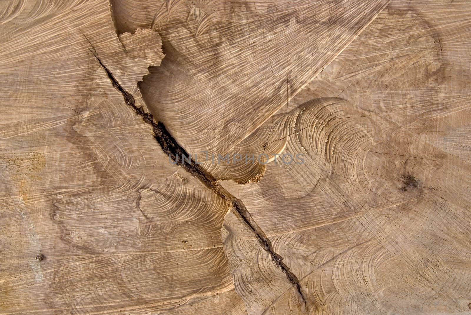 Background of truncated wood trunk section texture.