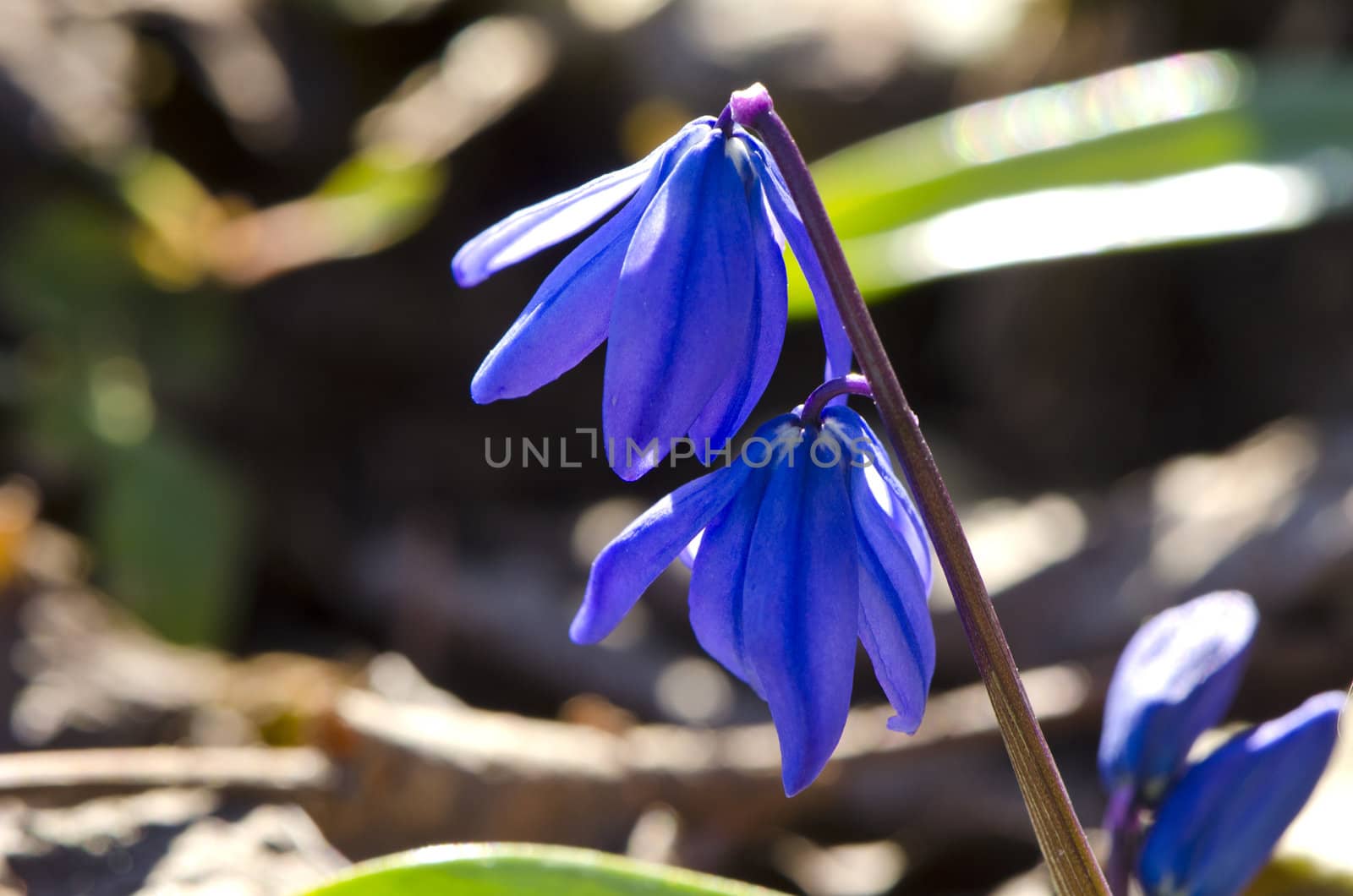 blue flower snowflake blooms in early spring macro by sauletas