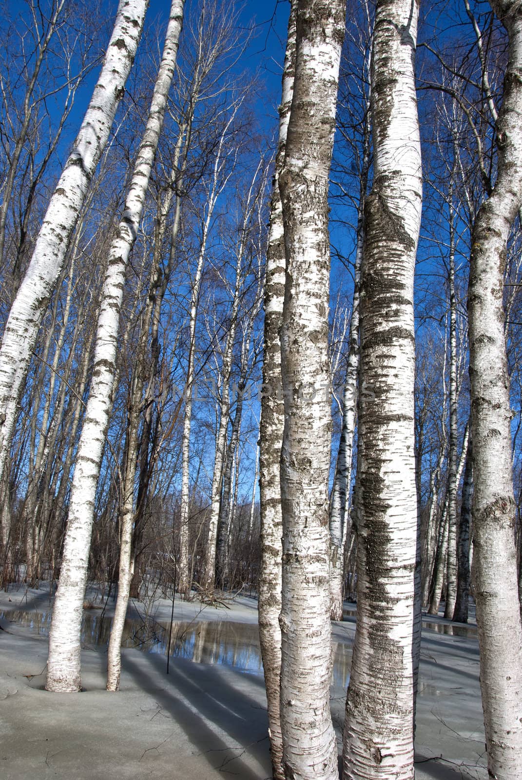 background of natural birch tree forest trunks branches and snow defrosting in spring.