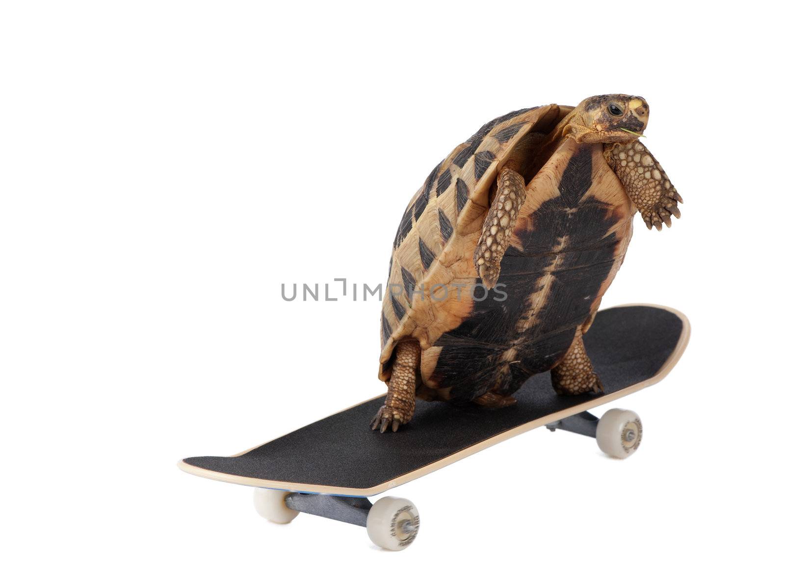 A tortoise is moving fast with the aid of roller skates.