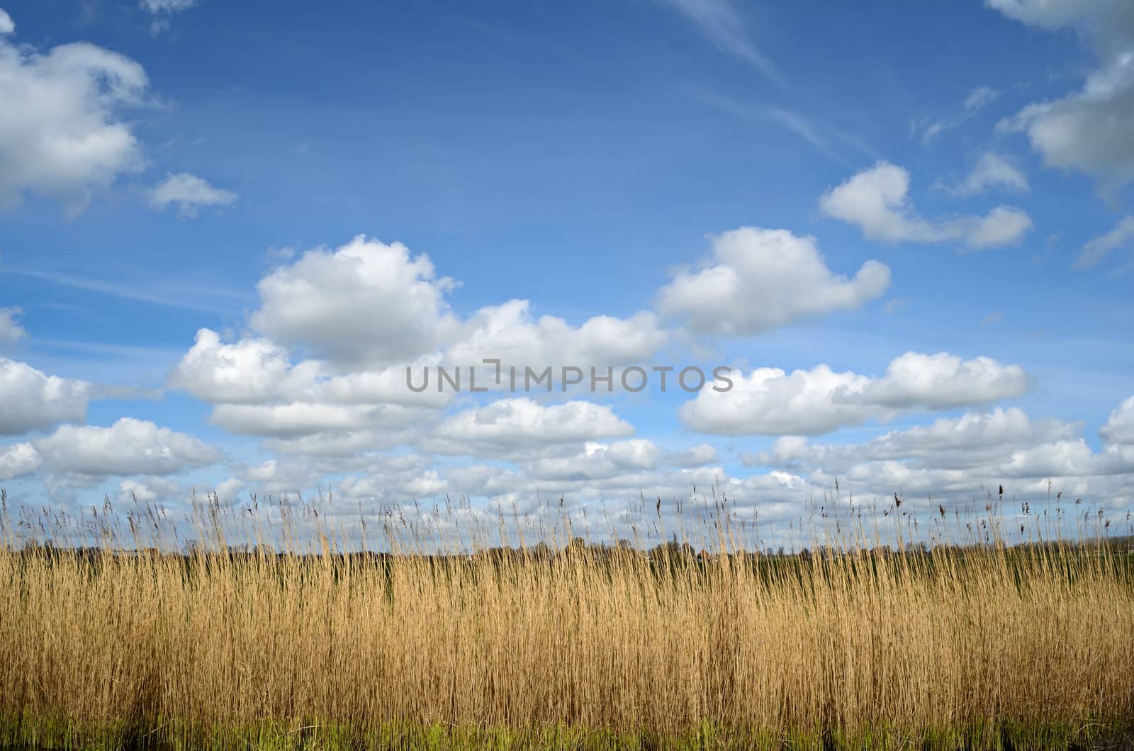 Reed plants under a beautiful sky with white clouds.