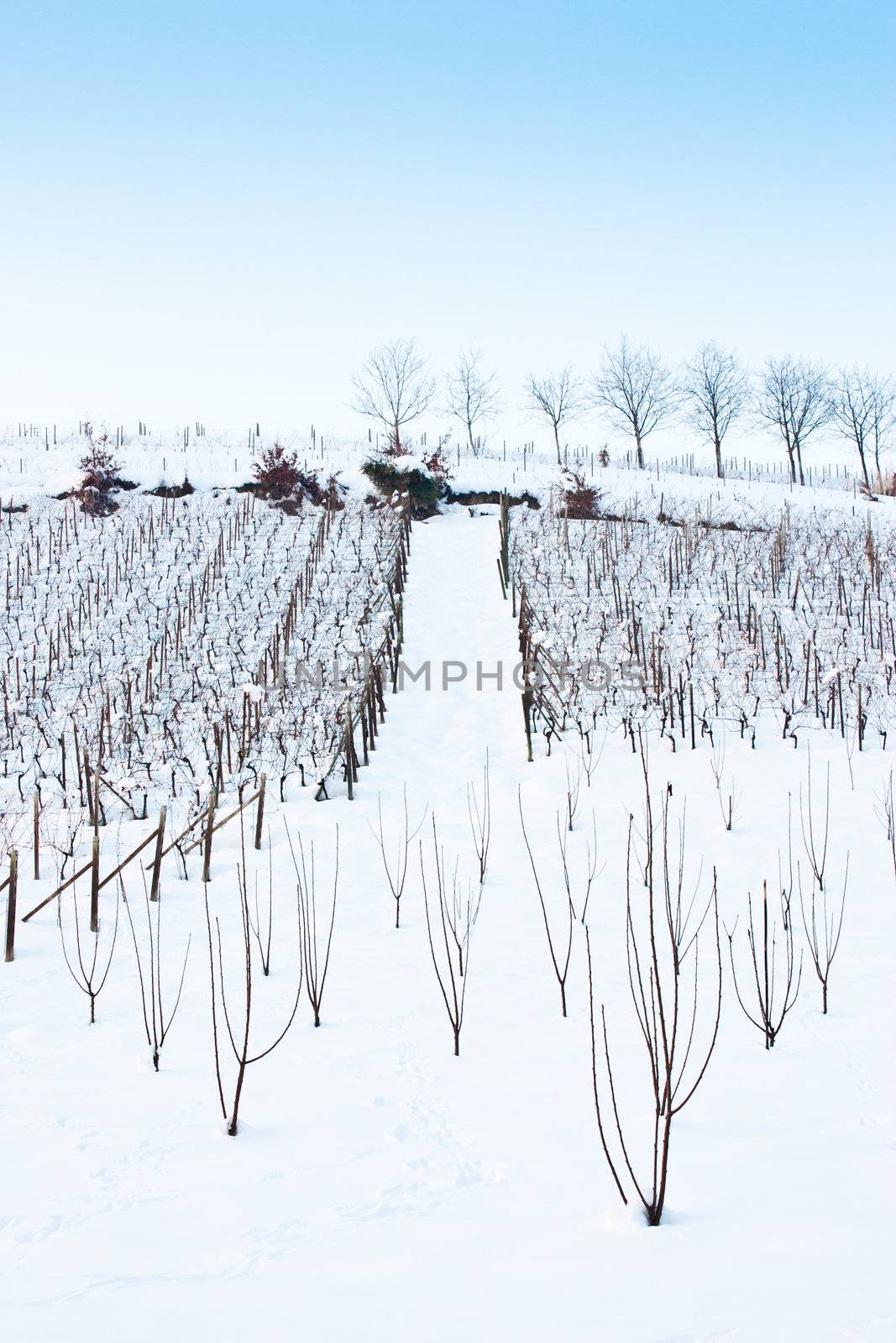 Unusual image of a wineyard in Tuscany (Italy) during winter time