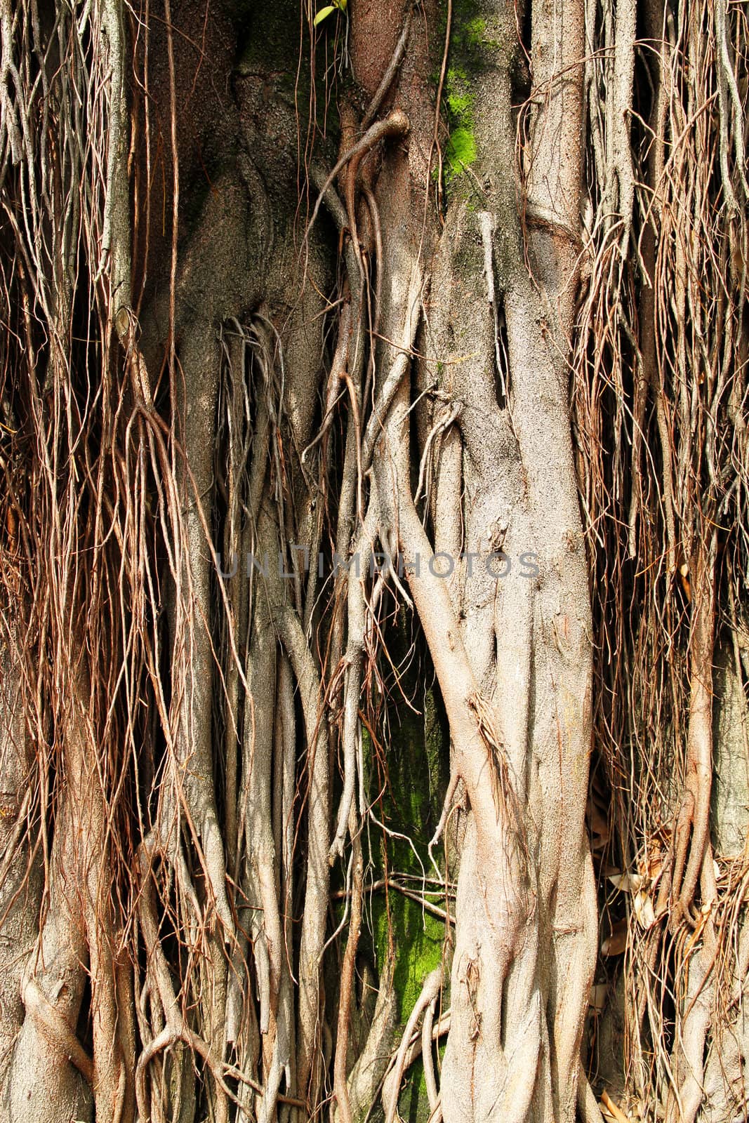 A tropical tree in Brazil.