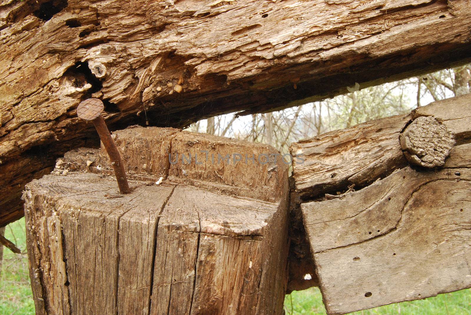 Old wood-wormed timber and rusty nail close-up