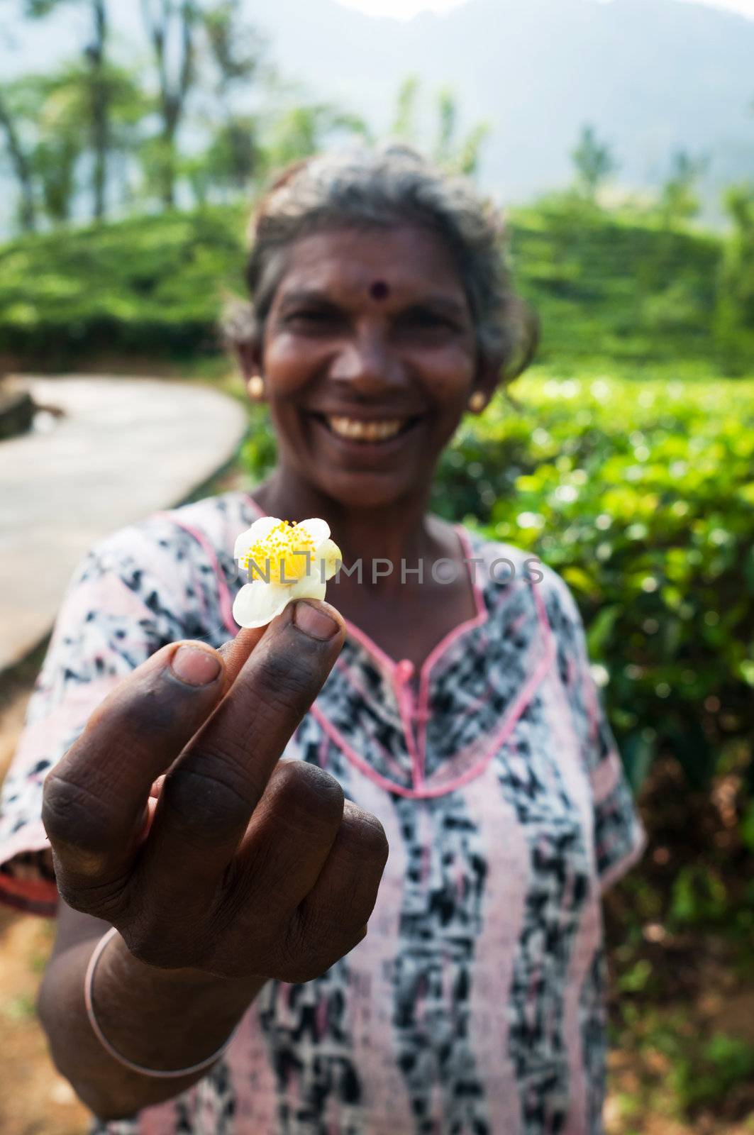 Nuwara Eliya, Sri Lanka - December 8, 2011: Tea flower in the overworked hand of traditional tea picker Indian smiling woman. Selective focus on the woman hand.