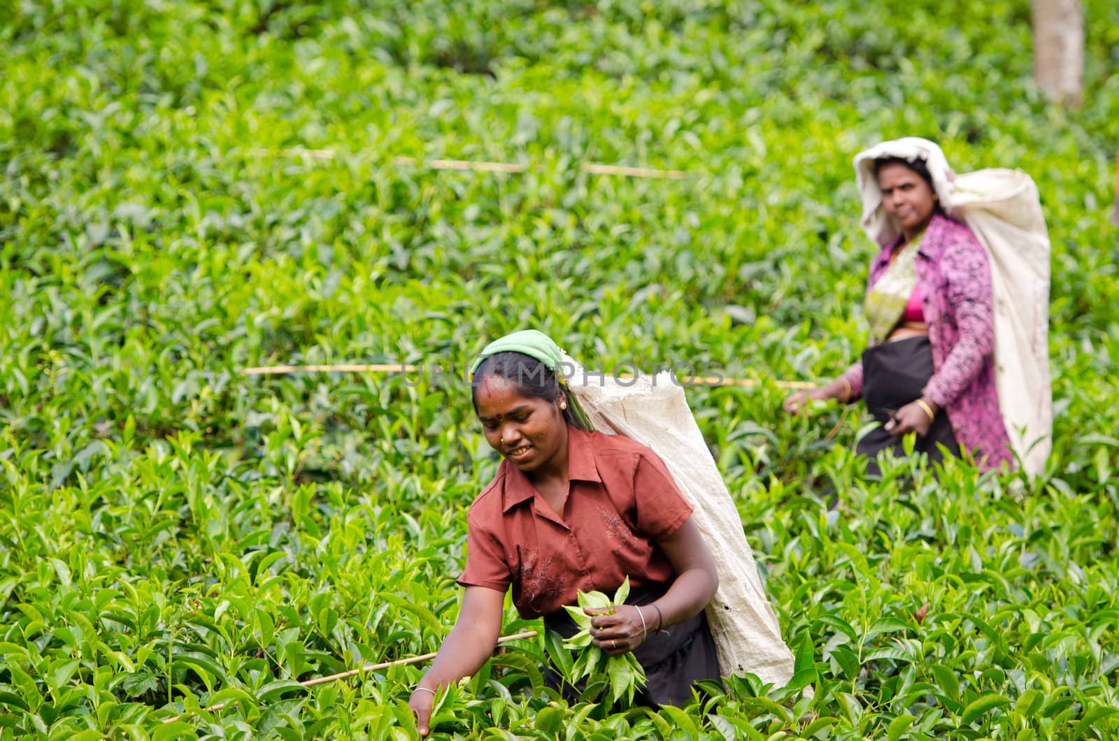 Tea picking in Sri Lanka hill country by iryna_rasko